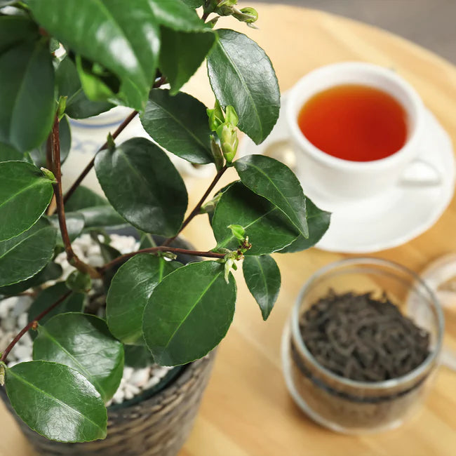 How Does Puerh Compare to Other Teas?